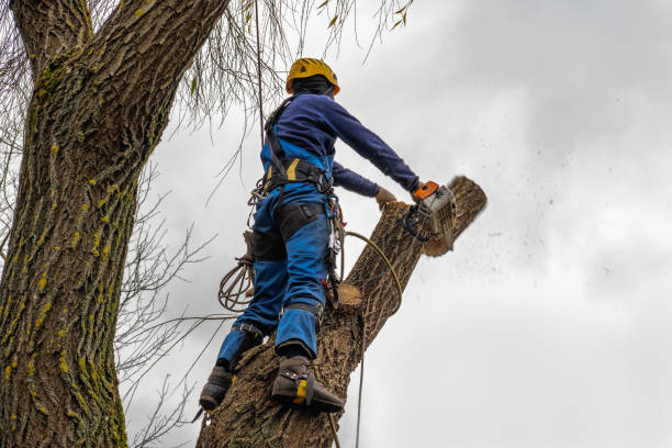 Best Tree Risk Assessment  in St James City, FL